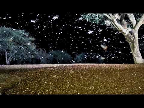 Winged Termite Explosion at the Waterhole!