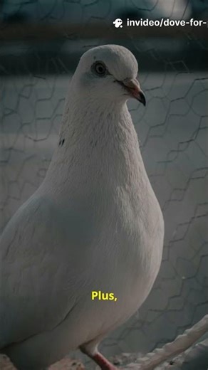 Why Doves = Peace? #dove #shorts #facts #birds