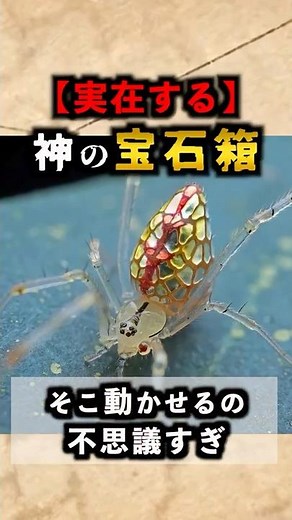 Just like jewels! What is a mirror spider (sequin spider)?