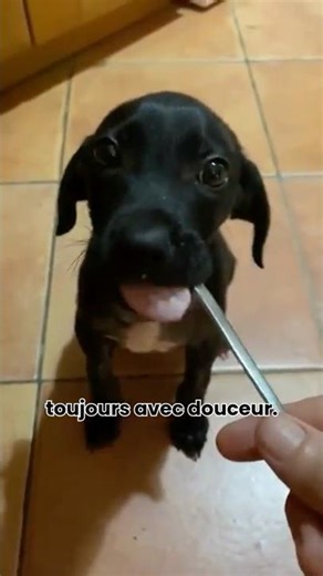 Balance Test: Madox regains his strength! - Episode 7 #puppy #rescue #shorts