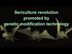 Sericulture revolution promoted by genetic modification technology