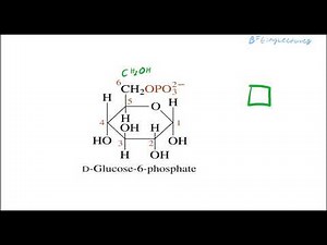Biochemistry Lecture 20 Carbohydrates Part 2