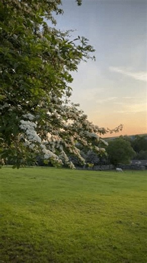 clip-4143195649-pastoral-scene-redu-belgium-sunset-white-horse