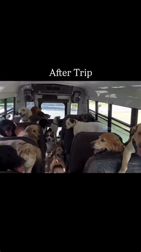 Trippy Travels! on Instagram: "Relatable Trippy Trip-8561005055📞 @trippy_travels_ 🙏 #travel #trendingreels #trending #memes #dog"