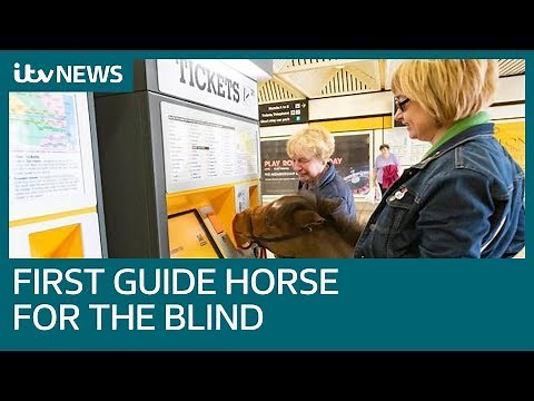 First guide horse for the blind comes to Britain | ITV News