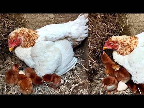 "Eggs Harvested and Hatching Naturally | Beautiful Baby Chicks Born"
