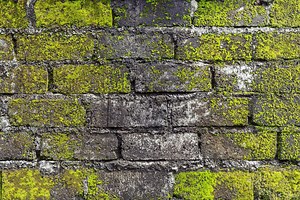 Un expert en ménage donne sa recette secrète anti-mousse et moisissure : simple, économique et immédiate