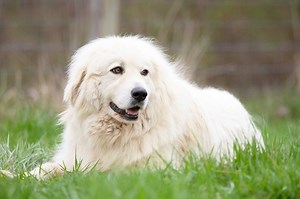 #greatpyrenees #fyp | Great Pyrenees