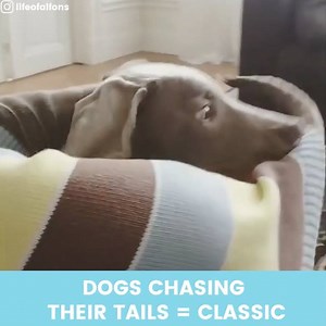 Dogs will prob never stop chasing their tails... and it will never stop being funny. 😂 | Instant
