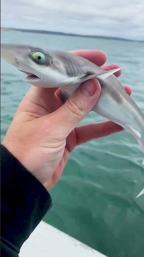 Day 1 to Day 100: Shark, Horse & Snake Transformation! #animaljourney #beautifulnature