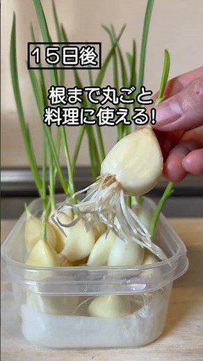 【にんにく活用術】自宅で超簡単にできる水耕栽培 #shorts #ニンニク #水耕栽培 #スプラウトにんにく #再生栽培