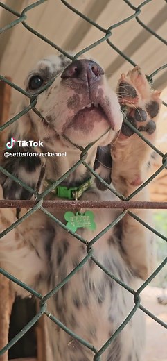 My puppies 🐶 🐶 🐶 🐶 #englishsettter #setterforever #dogs #hunting #hunterxhunter #hunter #dog