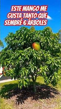Este mango me gusta tanto que sembré 6 árboles. #top #florida #mango