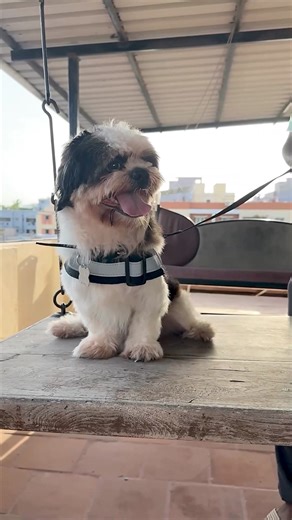 2.6K views · 22 reactions |  ORDER NOW  - Personalized Dog Harness. Get free custom GIFT with every harness purchase! Limited time offer! | Indihopshop | Facebook