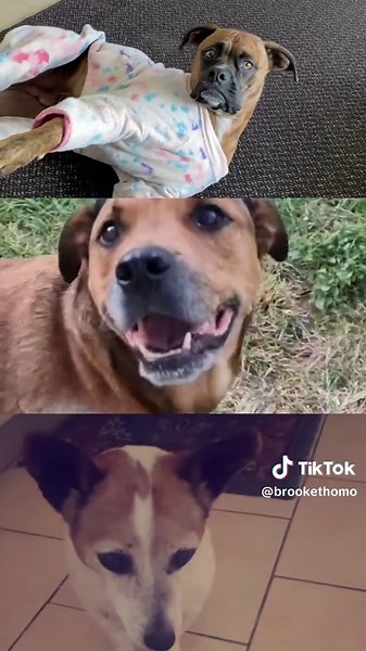 Coping with Pet Loss: Navigating Grief and Healing