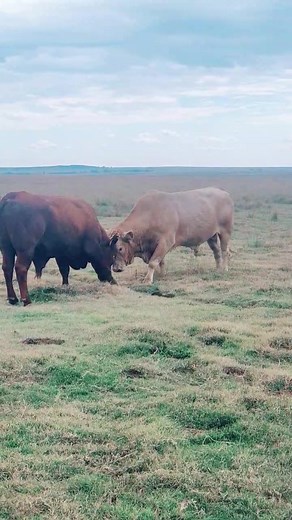 Grayshaven Beefmasters ❤️ #GrayshavenBeefmasters #SAMA28 #vrystaatboertjie #vrystaat #Bull #comment #fyp #Beefmaster #beastmode