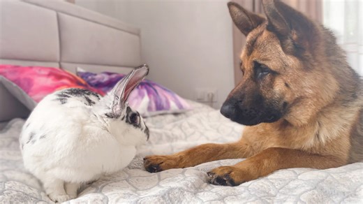 German Shepherd and Giant Rabbit Share Unexpected Friendship