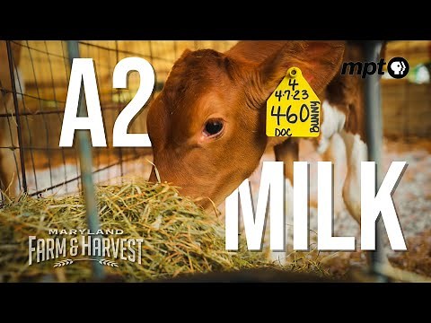 What Makes A2 Milk Unique? - Uncover the Secrets of One Heritage Livestock Farm
