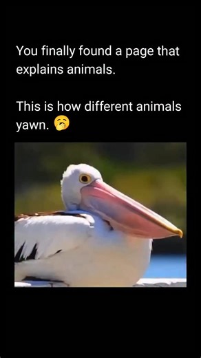 Explain Animals on Instagram: "Animals yawn for different reasons depending on the species. In mammals, yawning is often linked to tiredness, temperature regulation of the brain, or social communication. In some animals, like primates and big cats, yawning can also function as a display, showing teeth as a warning or dominance signal. Reptiles may yawn to adjust their jaws or improve oxygen intake rather than from fatigue."