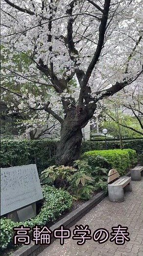 高輪中学の春