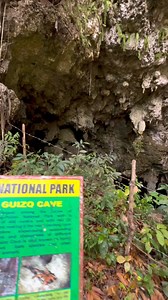 📌Featuring: Dingle Iloilo🇵🇭 📍Location: Guizo Cave, Bulabog Putian National Park Guizo cave is the largest among the caves of Bulabog-Putian National Park with a length of 450 meters and with the 2 entrances making it the most exciting cave to explore showcasing astounding stalactites and stalagmites of different sizes. This cave also known as home of various bats species and other nocturnal animals. 🔻How to get there.. ▪️From Iloilo City, head off to Tagbak Terminal in Jaro. ▪️In Tagbak Ter