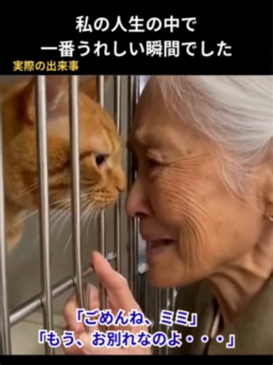 長年一緒に暮らしてきた愛猫ミミと別れ、寂しい日々を送っていた私。 そんな私を見て、老人ホームの職員さんたちが、あるサプライズを用意してくれました。 それは、もう一度ミミに会わせてあげることでした。 思いがけない再会に、ミミを抱きしめる私の目から涙があふれます。大好きなミミの温もりを感じられた、かけがえのない時間。 職員さんたちの優しさと、ミミとの再会。 私にとって、それは人生で一番幸せな瞬間でした。 挿入歌 アーティスト名：POODLE HANA あの日の心のままで：https://linkco.re/Macub0UT #猫のミミ #感動する話 #泣ける話 #猫と飼い主 #感動の再会 #老人ホーム #優しさに感謝 #愛猫との絆 #心温まる物語 #猫好きさんと繋がりたい