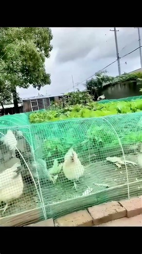 This Chicken Cage Design Is Amazing! Space Utilization Doubles