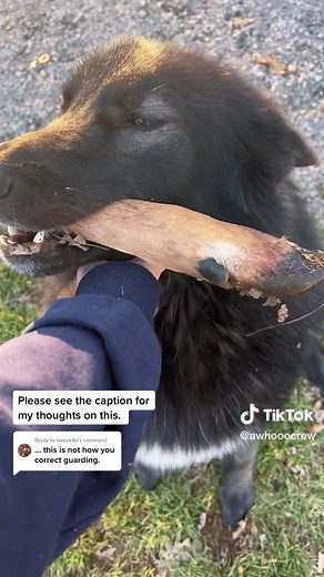 Understanding the Behaviors of Wolfdogs: A Unique Canine Experience