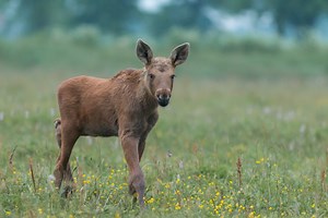 Watch how a baby moose builds up the courage to charge