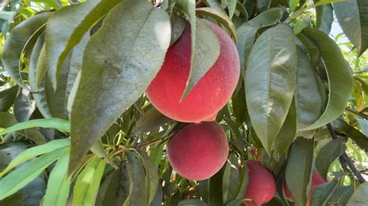 Ag Watch: Friesen Farms in Kingsburg