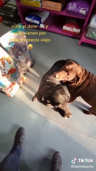 Dogs of All Breeds Interacting in a Pet Store
