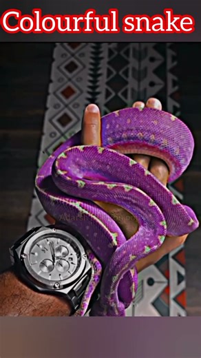 These Colorful Snakes Will Shock You 🐍 | Snake Facts #shorts