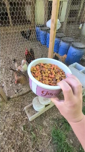 Will Tony The Barn Cat Find His Food?