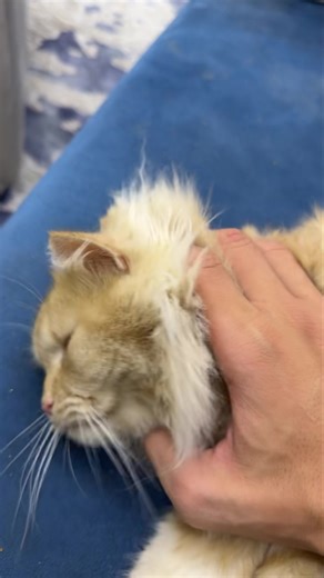 4.1K views · 17 reactions | Don't strangle the cat | تصوير حيوانات | Facebook