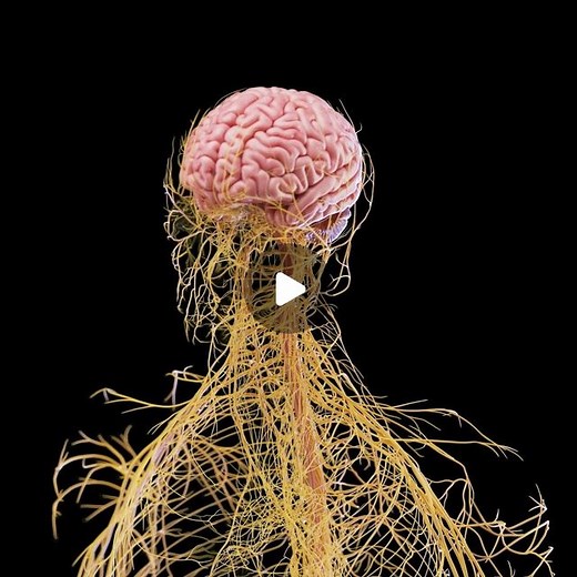 SciePro on Instagram: "🌟 Dive into the captivating world of the Nervous System! 🧠✨ Unlock the secrets behind our body's ultimate communication network. From the brain's intricate web of neurons to the far-reaching nerves extending throughout our body, the Nervous System is a masterpiece of coordination and control. 🌐💫 Explore the brain's mysterious regions, such as the cerebrum, cerebellum, and brainstem, where thoughts are formed, movements are coordinated, and vital functions are regulated
