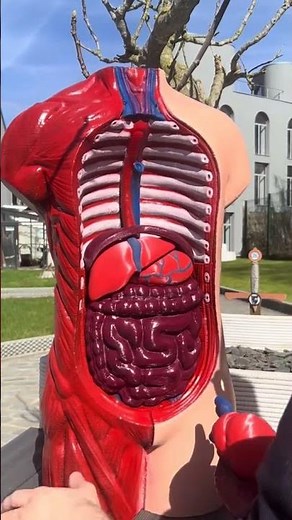 Anatomie et impression 3D : apprendre avec des modèles 3D #Shorts
