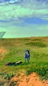 2.5K views · 30 reactions | Cheetah V's zebra Zebra's punch is dangerous and deadly , when zebra's get very angry , they start biting #animals #nature #wildlife #shortsreels #viralvideoシ #animalslover #shorts #zebra #cheetah | Nature & Animals lover | Facebook