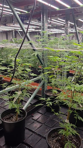 Check these ladies out this morning, with Tatum reset and all cleaned up. These babies will be straight fire in a few short months. Stat tuned to watch them grow up and mature into the finished products. ✌️💚🙏🔥💪 | Jason Emrick