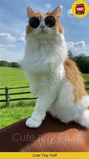 😺🐄 This Cat Rode a Cow Like a Boss… And the Internet Can’t Believe It ✨