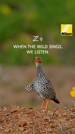 Nature doesn’t need an audience. It sings anyway. Captured by #NikonCreator Sadanand Kopalkar (@sadanand.koppalkar) Shot on Nikon Z 9. For information on products, offers and more, visit https://www.nikon.co.in/ #Nikon #NikonIndia #NIKKOR #NikonVideography | Nikon