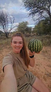 The tsamma melon is a lifeline in the Kalahari, where water is scarce and the sun is relentless. Its round, green-striped fruits store precious moisture, sustaining humans and wildlife alike. For centuries, the San and other desert dwellers have relied on its water-rich flesh to quench their thirst and endure long treks. Animals, too, know its value, seeking out its cooling sweetness in times of drought. In the harsh Kalahari, the tsamma is more than just a melon, it’s a symbol of resilience and