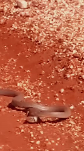 Snake eats lizard | Part 1😱#wildanimals #snake #lizard #animals