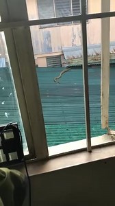 13K views · 84 reactions | WATCH | ISA KA RETICULATED PYTHON...