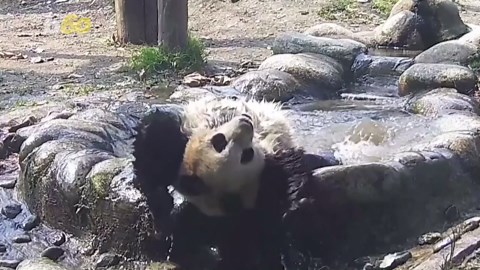 This Panda Loves Doing Aqua Yoga! You Have to See it to Believe It
