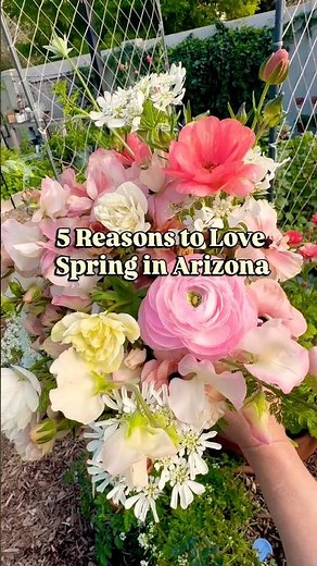 5 Reasons to Love Spring in Arizona