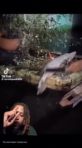 What the name of this fish #fishing #fishnets | Street Elements Magazine | Facebook