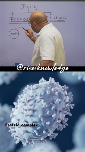 B. r.... on Instagram: "T helper cells orchestrate the immune response by activating other cells like B cells (for antibodies) and killer T cells to fight pathogens, while killer T cells directly destroy infected or cancerous cells, acting as the immune system’s assassins; both are crucial for adaptive immunity, but helper T cells are the central commanders, activating the cytotoxic response T Helper Cells (CD4+) Role: The “managers” or “commanders” of the immune system, activating other immune 