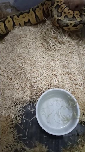 Superfly Orange Dream Chocolate Coiling Prey!