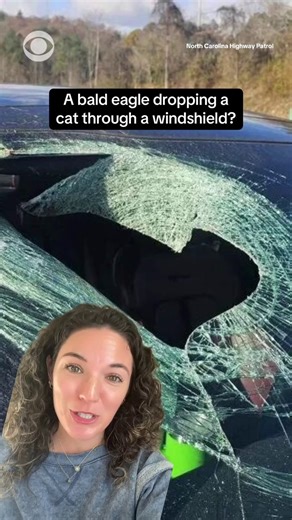 Can a bald eagle pick up a cat? Well, according to one woman in North Carolina, that didn’t just happen — it resulted in the cat being dropped through her windshield as she was driving down the highway. Here’s what to know about the massive bird of prey and the incident in question. https://cbsn.ws/44qjFjy | CBS News