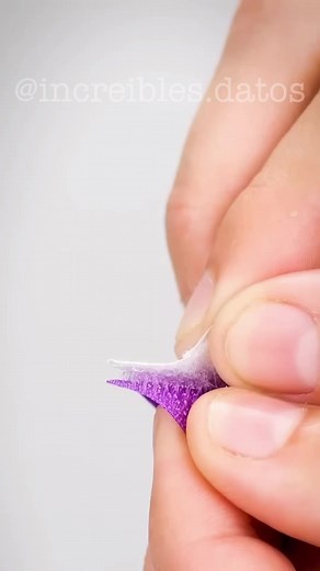 Cómo funciona el velcro y sus curiosidades